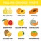 yellow and orange fruits collection info graphic, food vector
