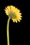 Yellow Orange Gerbera Black Background