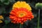 Yellow and orange gerbera daisies (Gerbera daisies) in bloom. Taken in close-up.