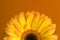 Yellow-orange gerbera on orange background