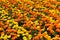 Yellow, orange and gold marigold flowers on flowerbed in summer