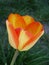 Yellow with orange gradient tulip Darwin
