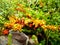 Yellow, orange and green crowberry plants