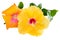 Yellow and orange Hibiscus, Tropical flowers, on white
