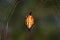 Yellow and orange horned star spider Gasteracantha thorelli sitting in a spiders web, Madagascar