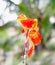 Yellow-orange iris flower, perennial plant of the family Iridaceae