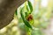 Yellow orange Ladybug mating in nature on a leaf