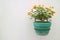 Yellow Orange Lantana Flowers in the Turquoise Planter Hanging on the White Wall