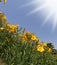 The yellow and orange lilies in the spring