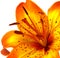 Yellow Orange Lily
