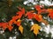 Yellow Orange Maple Leaves and green pine