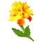 Yellow-orange marigold flower