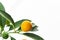 Yellow orange mini citrus citronella, a decorative plant stands on a white background with copy space