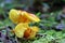 Yellow Orange Mushrooms in Forest