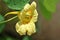 Yellow and Orange Nasturtium Flower