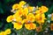 Yellow orange nemesia flower in the garden