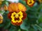 Yellow orange pansy , Viola tricolor , wild pansies flower in garden with soft focus