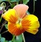Yellow orange pansy with yellow centre
