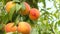 Yellow-orange peaches on branch with green leaves