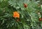 Yellow-orange petals of Mexican marigolds appear through green leaves. Macro photo. Garden by children and autumn