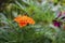 Yellow-orange petals of Mexican marigolds appear through green leaves. Macro photo. Garden by children and autumn