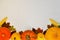 Yellow and orange pumpkins, corn and autumn leaves and corn on white wooden background for harvest fall and thanksgiving theme. co