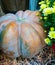 Yellow-orange pumpkins at home for halloween on a haystack, straw, on a shelf. Decorated with heirlooms for fall on a