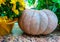Yellow-orange pumpkins at home for halloween on a haystack, straw, on a shelf. Decorated with heirlooms for fall on a