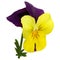 Yellow-orange-purple viola flower