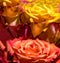 Yellow Orange Red Brown Floral Rose Duet Petals Background Pattern