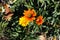Yellow, orange and red flowers of gazania