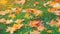 Yellow, orange and red september autumn leaves on ground in beautiful fall park. Fallen golden autumn leaves on green grass in