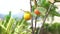 Yellow and orange ripe persimmons on tree branches.