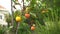 Yellow and orange ripe persimmons on tree branches.