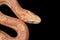 Yellow-orange snake curled on a black background in the terrarium