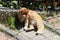 yellow orange street cat is wetting his paws and cleaning his face.