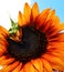 An Yellow Orange Sunflower That Looks Like It& x27;s Winking Against The Blue Sky