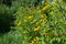 Yellow, orange, tall, perennial herb that is yellow  adorned with its striking flowers in summer and autumn