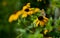 Yellow, orange, tall, perennial herb that is yellow  adorned with its striking flowers in summer and autumn