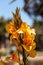 Yellow and orange tropical canna flower called Maui Punch