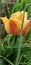 Yellow and orange tulip covered in rain drops