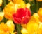 Yellow and Orange Tulips at Holland Tulip Festival