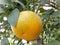Yellow orange very beautiful and amazing fruit