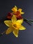 Yellow and Orange Wallflower with Daffodil