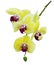 Yellow Orchid