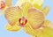 Yellow orchid