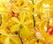 yellow orchid