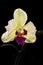 Yellow orchid, black background