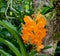 Yellow orchid blooming at the park in Singapore