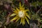 Yellow orchid cactus flower, Epiphyllum ackermannii